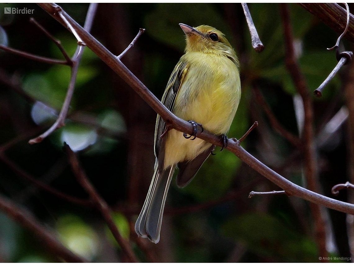 Tolmomyias flaviventris