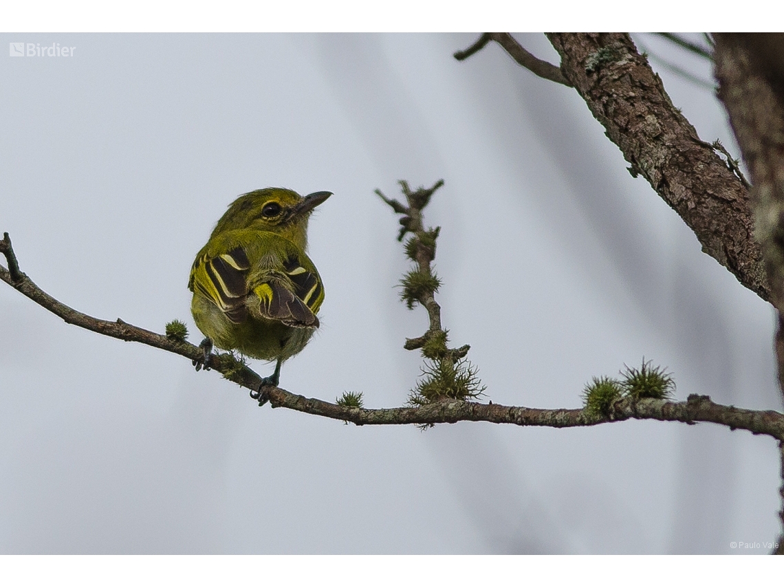 Tolmomyias flaviventris