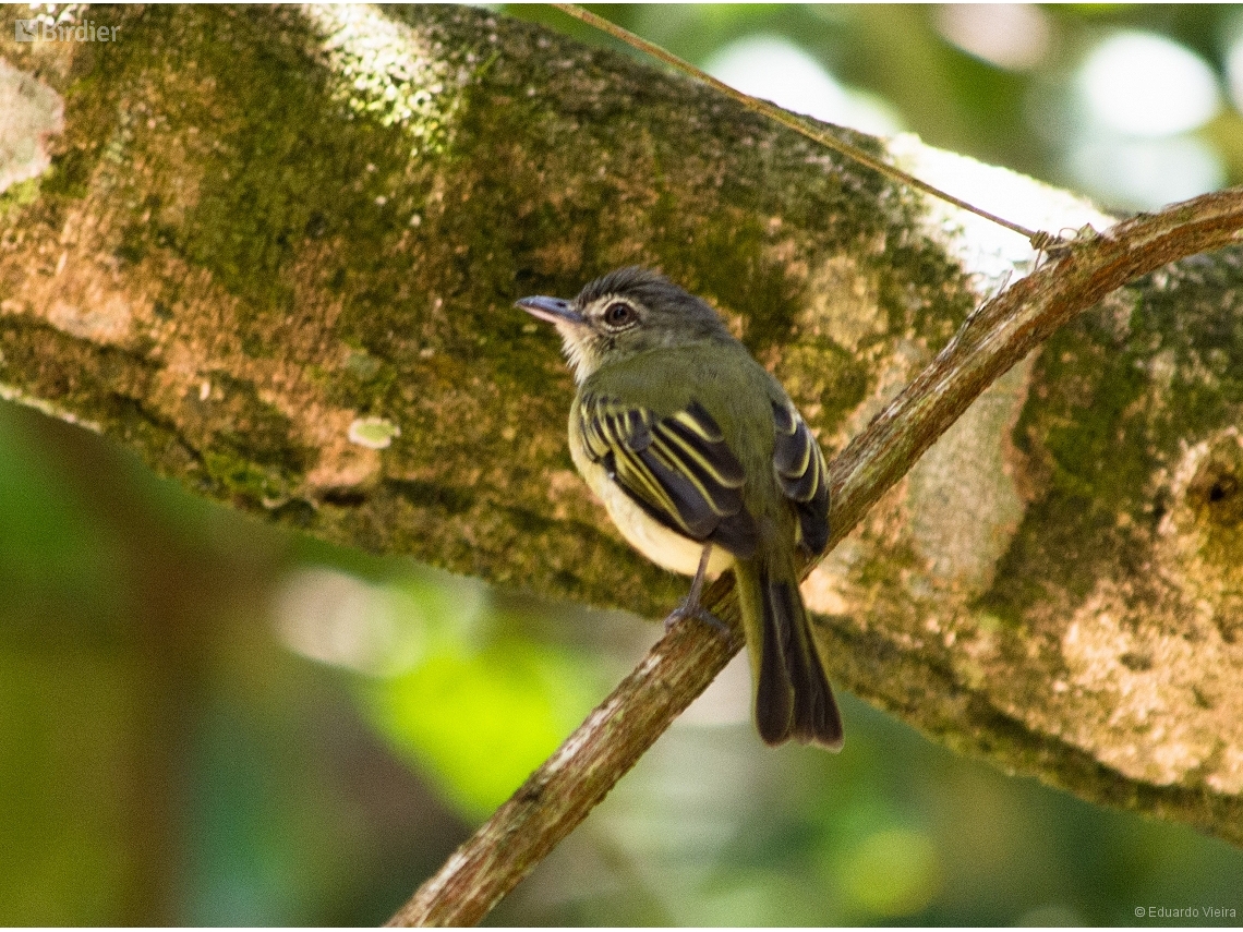 Tolmomyias poliocephalus