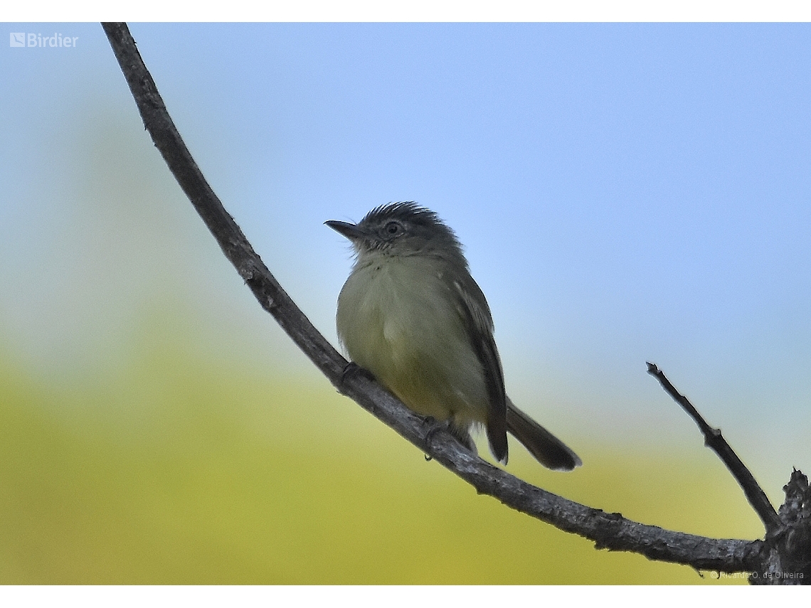 Tolmomyias poliocephalus