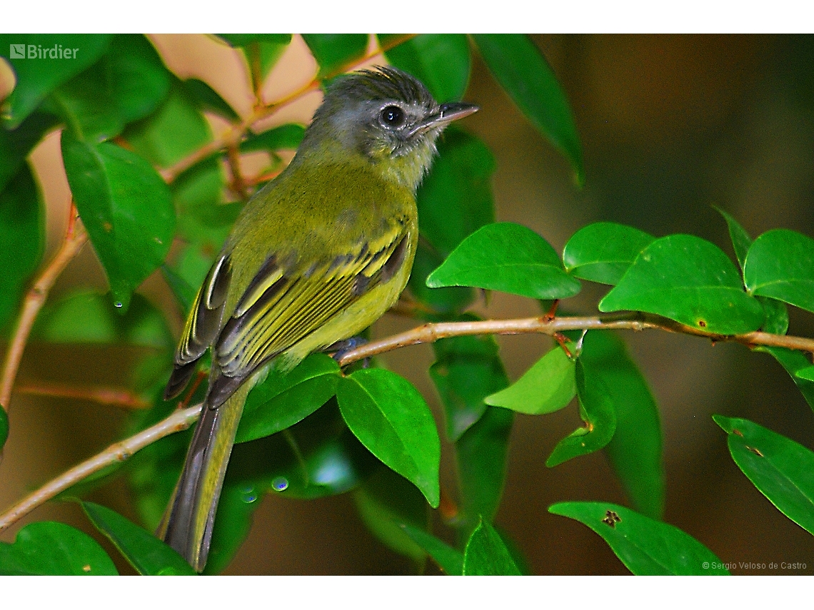 Tolmomyias sulphurescens