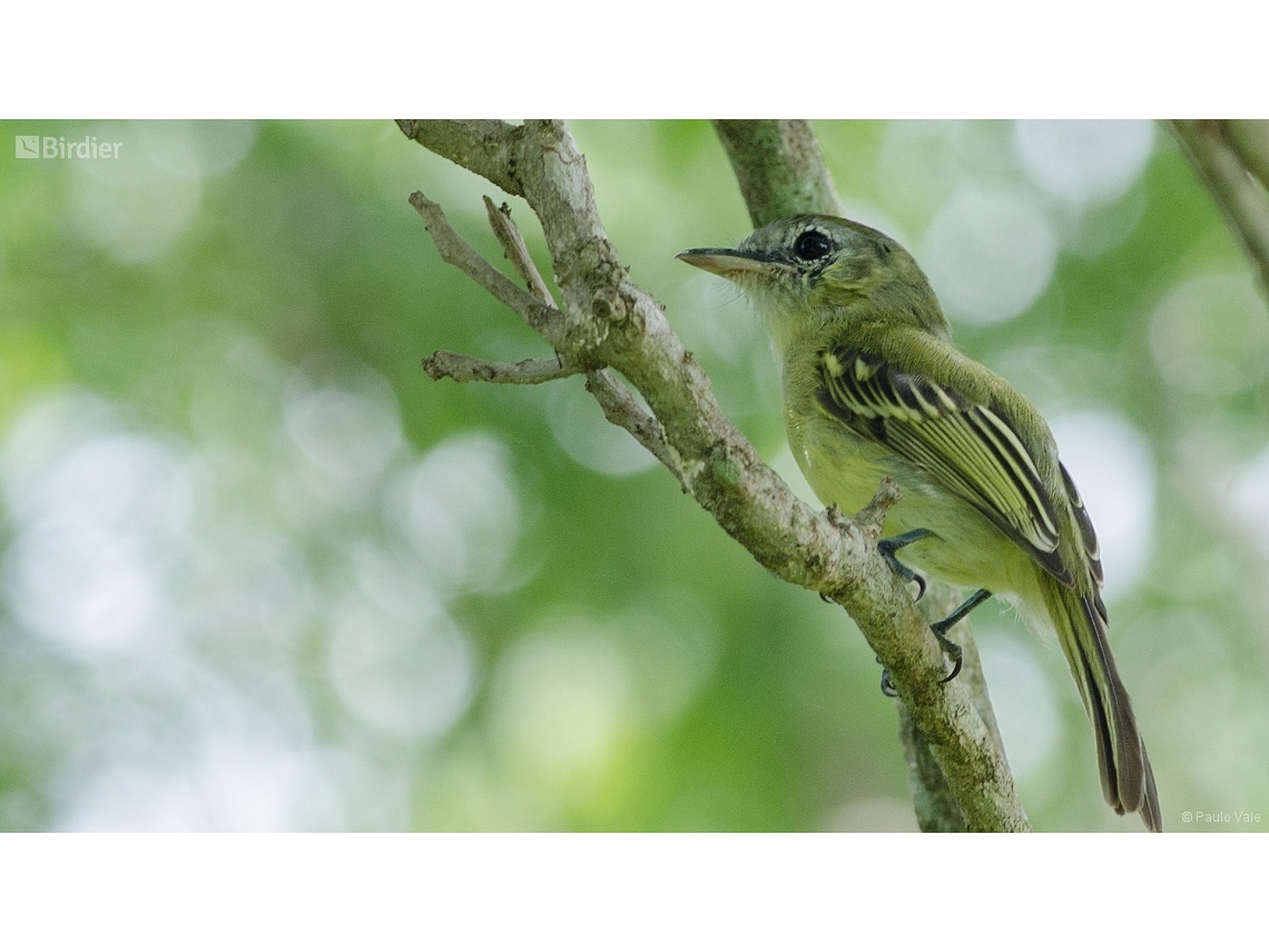 Tolmomyias sulphurescens