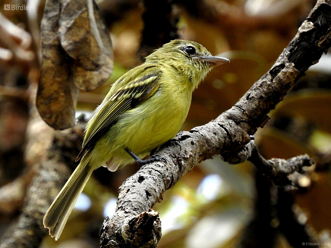 Tolmomyias sulphurescens