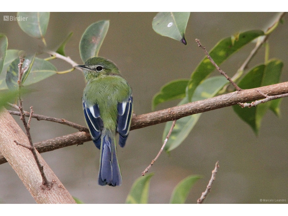 Tolmomyias sulphurescens