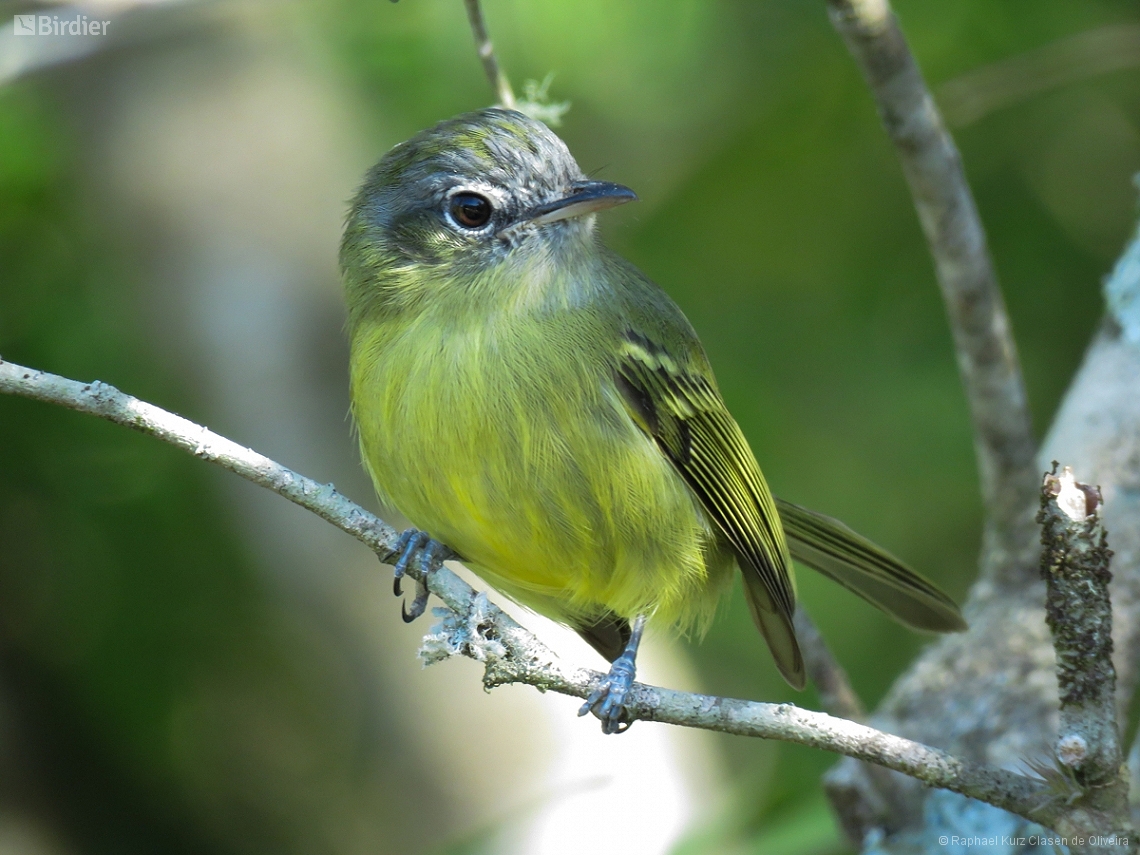 Tolmomyias sulphurescens