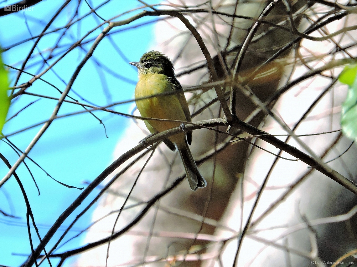 Tolmomyias sulphurescens