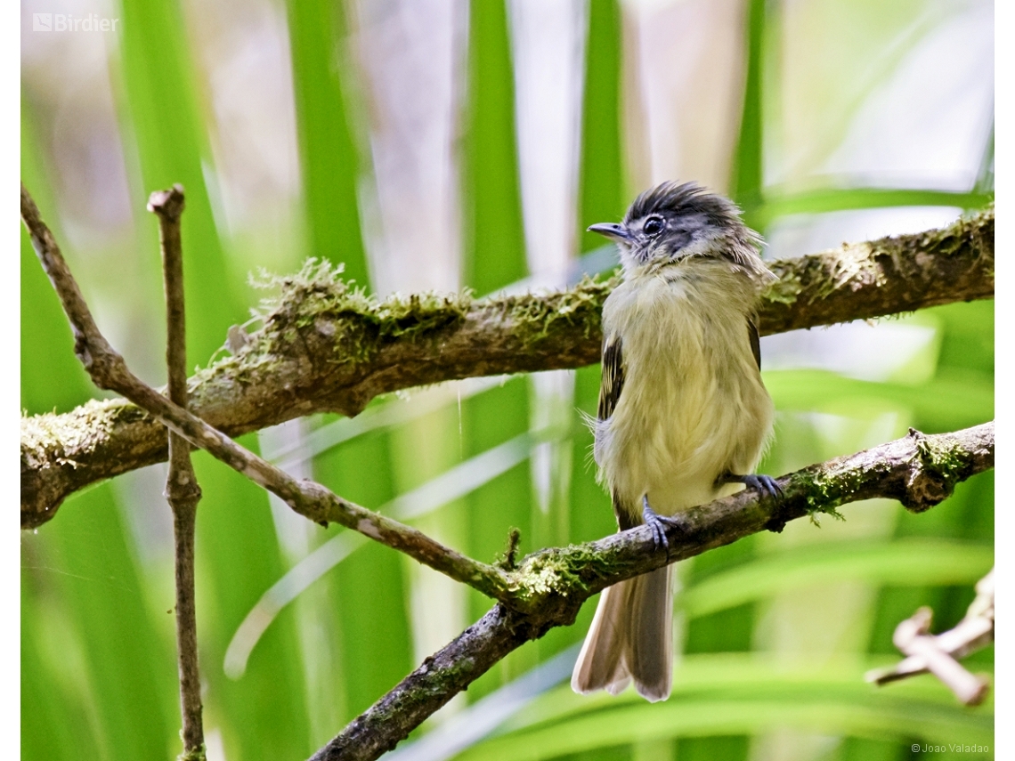 Tolmomyias sulphurescens