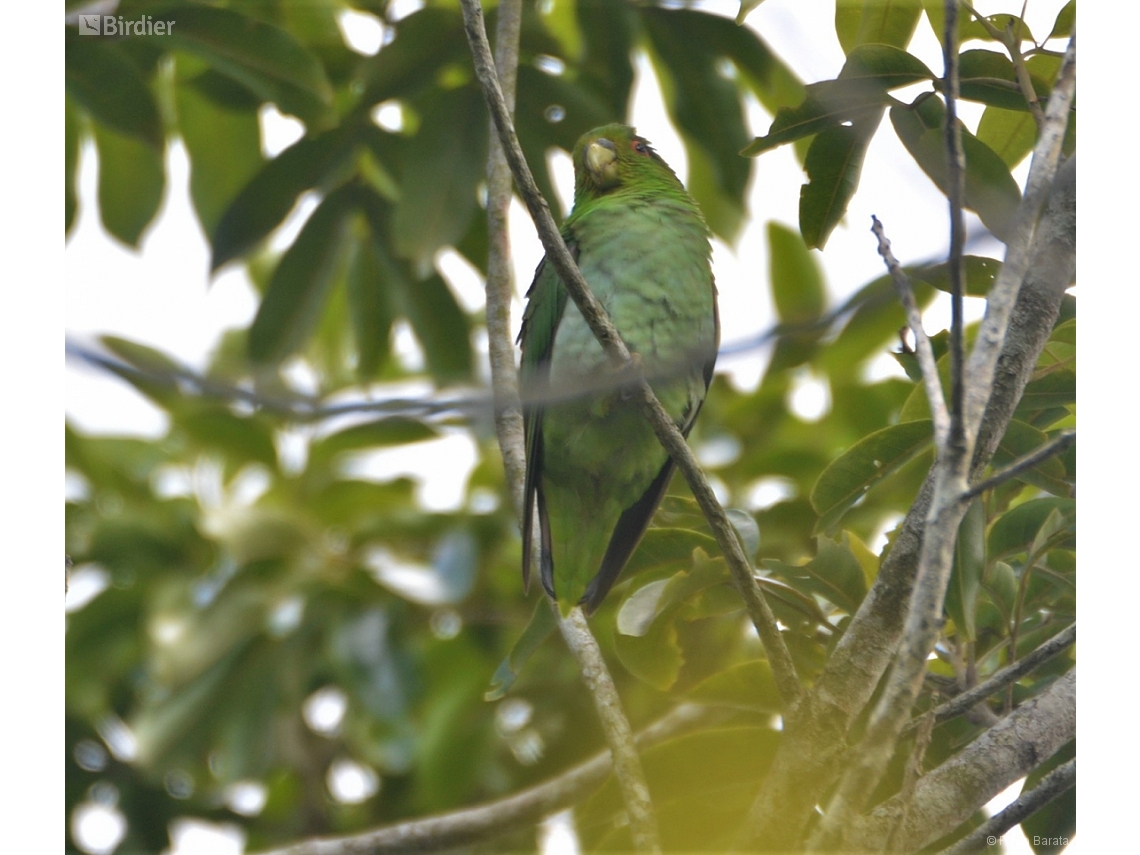 Touit melanonotus