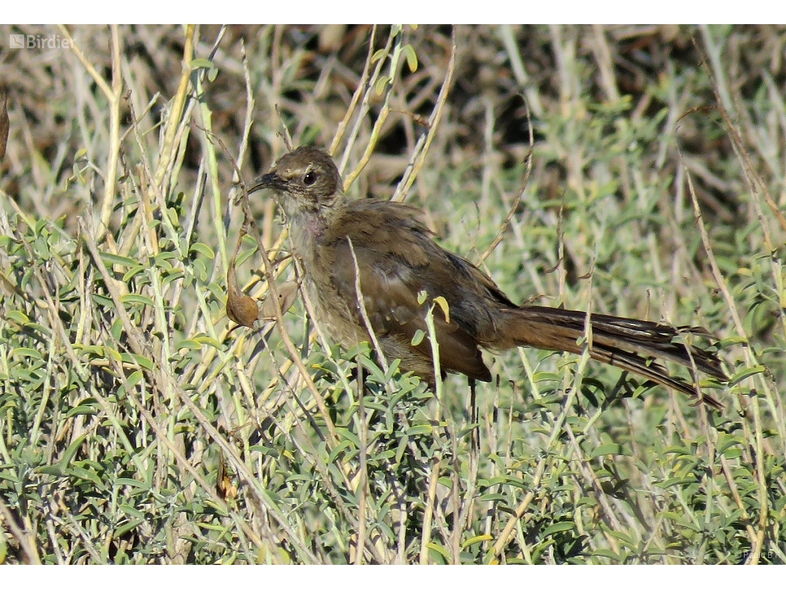 Toxostoma redivivum