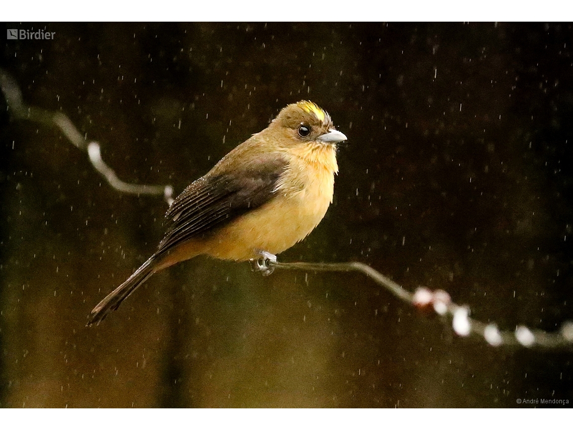 Trichothraupis melanops