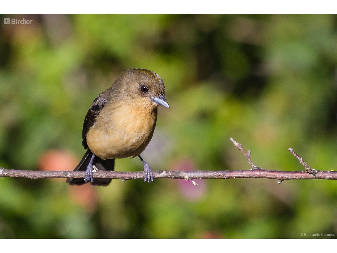 Trichothraupis melanops