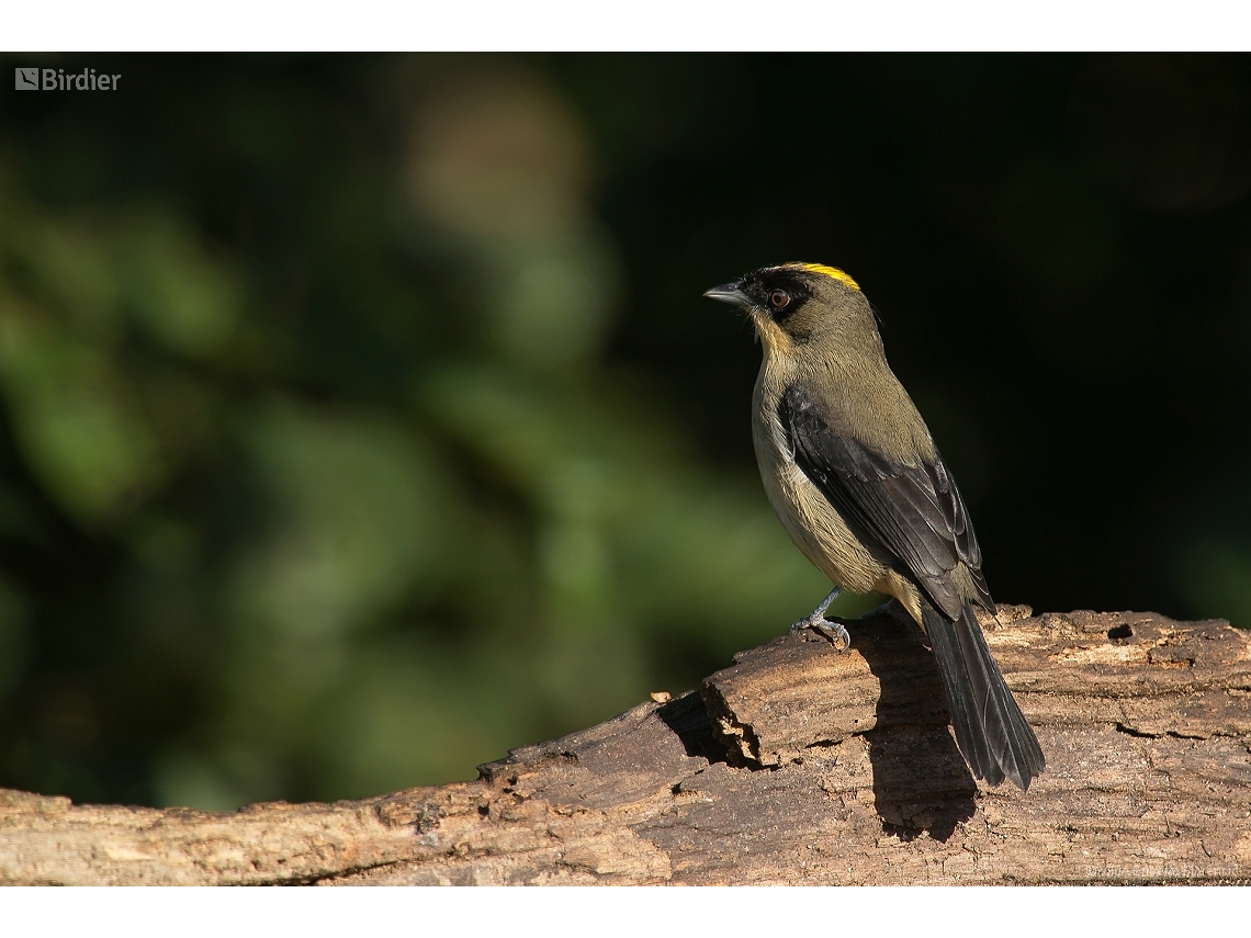 Trichothraupis melanops