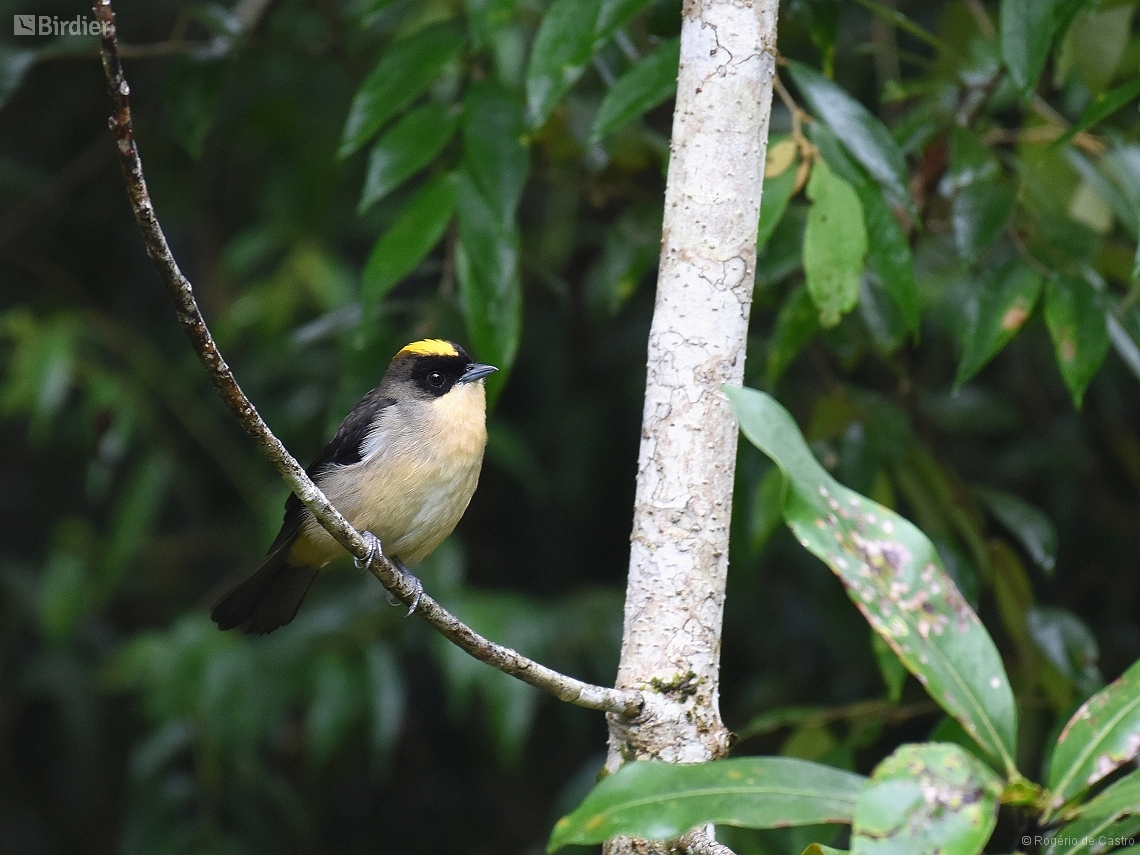 Trichothraupis melanops