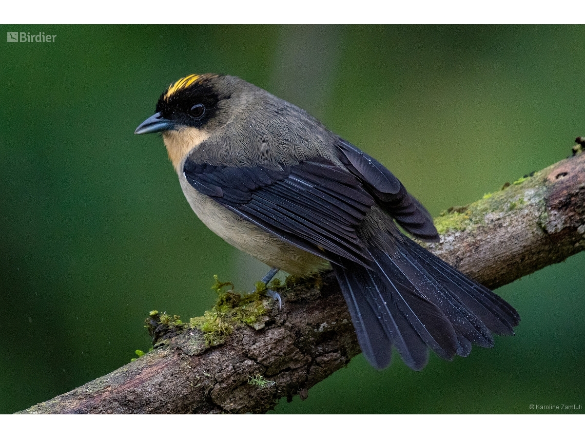 Trichothraupis melanops