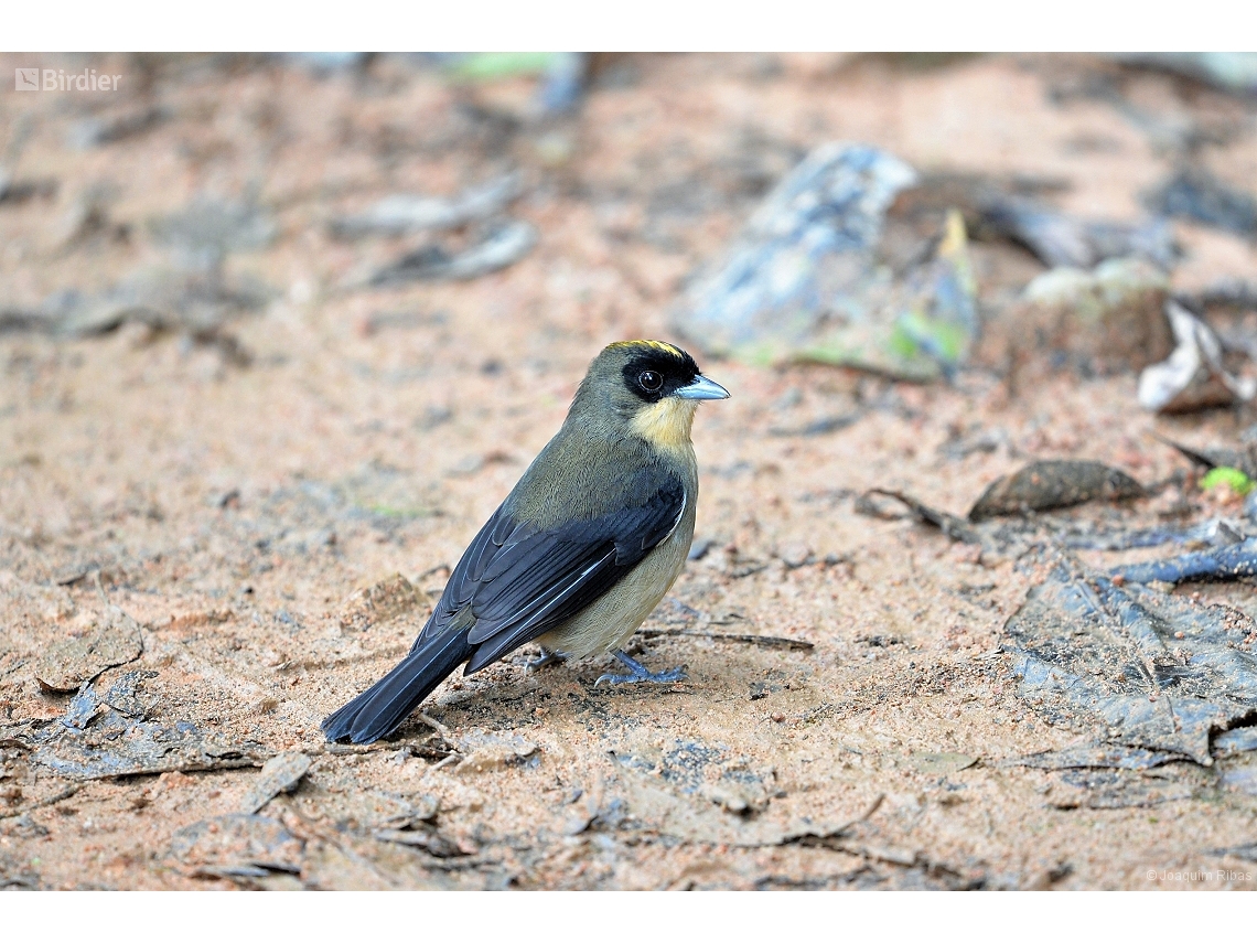 Trichothraupis melanops