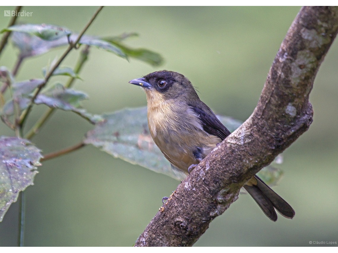 Trichothraupis melanops