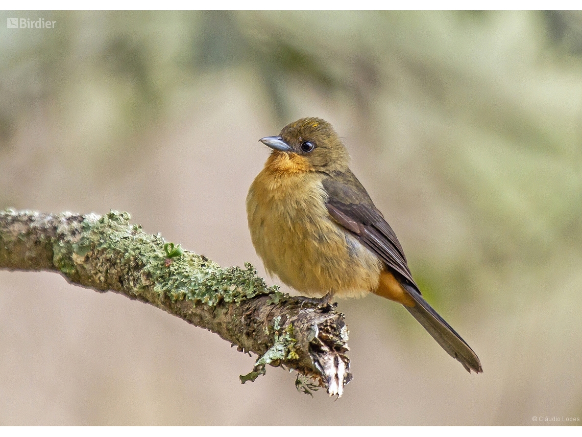 Trichothraupis melanops