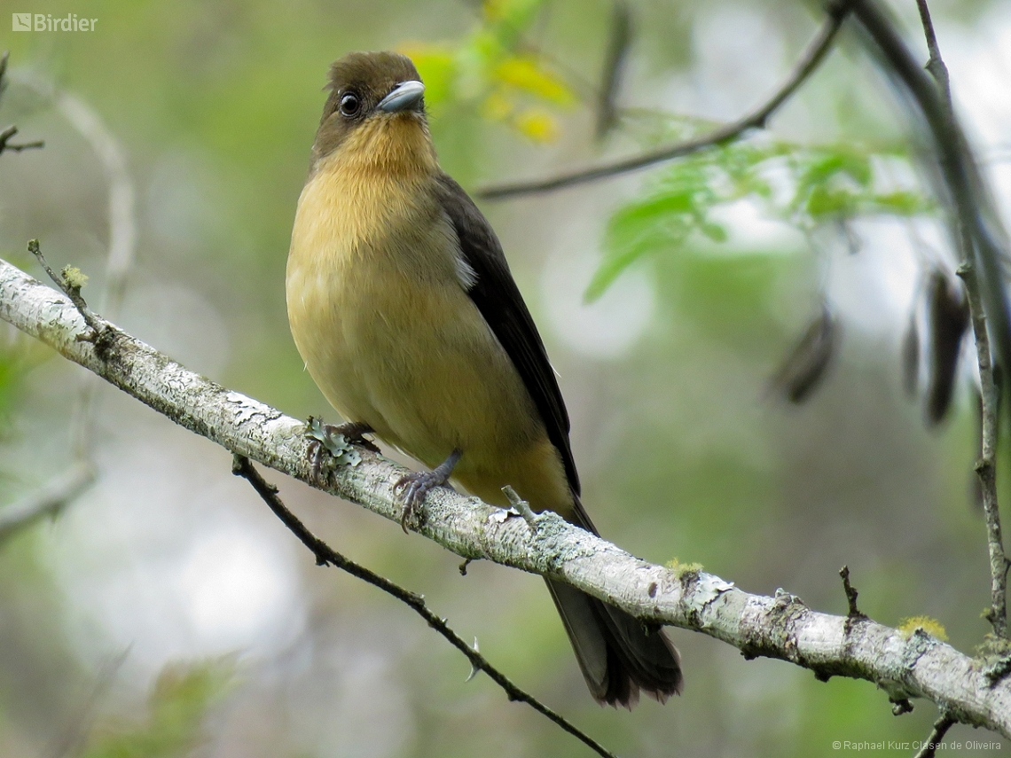 Trichothraupis melanops