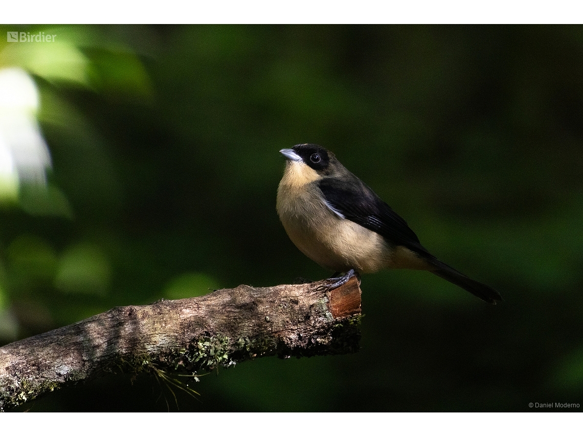 Trichothraupis melanops