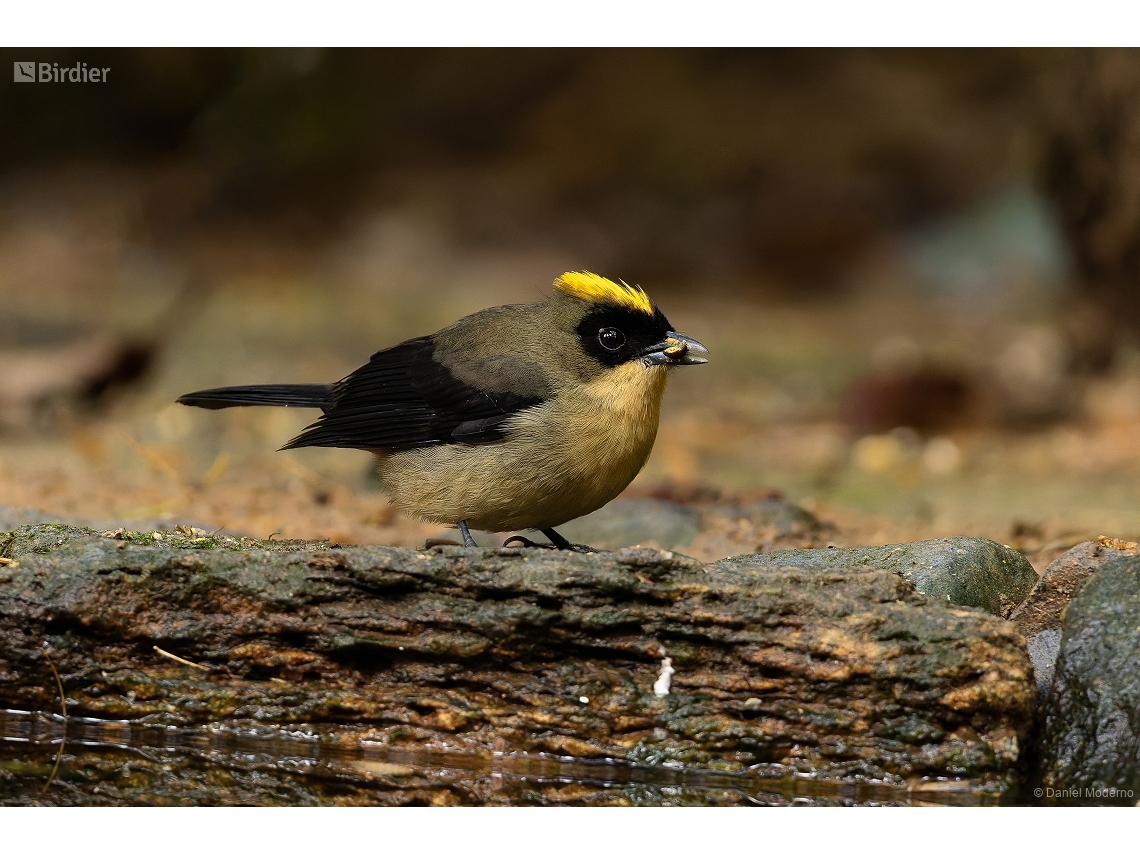 Trichothraupis melanops
