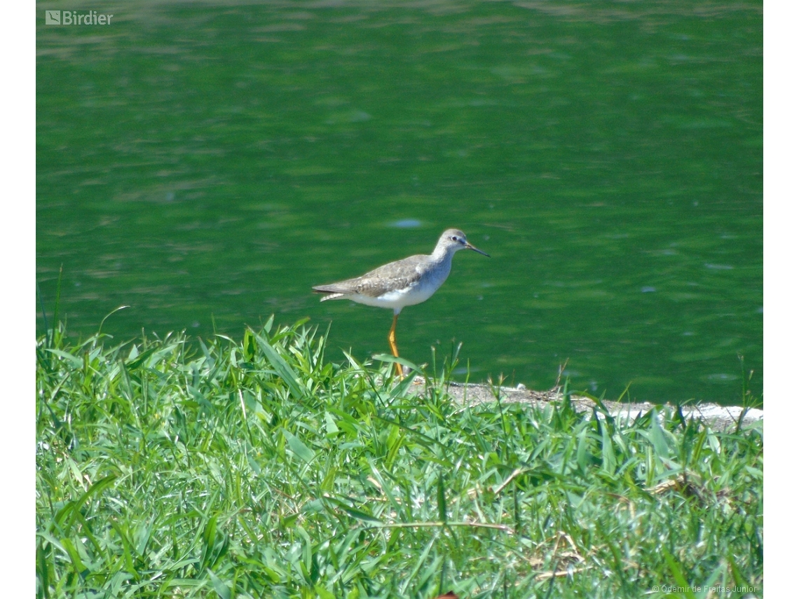 Tringa flavipes