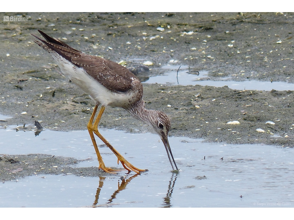 Tringa melanoleuca