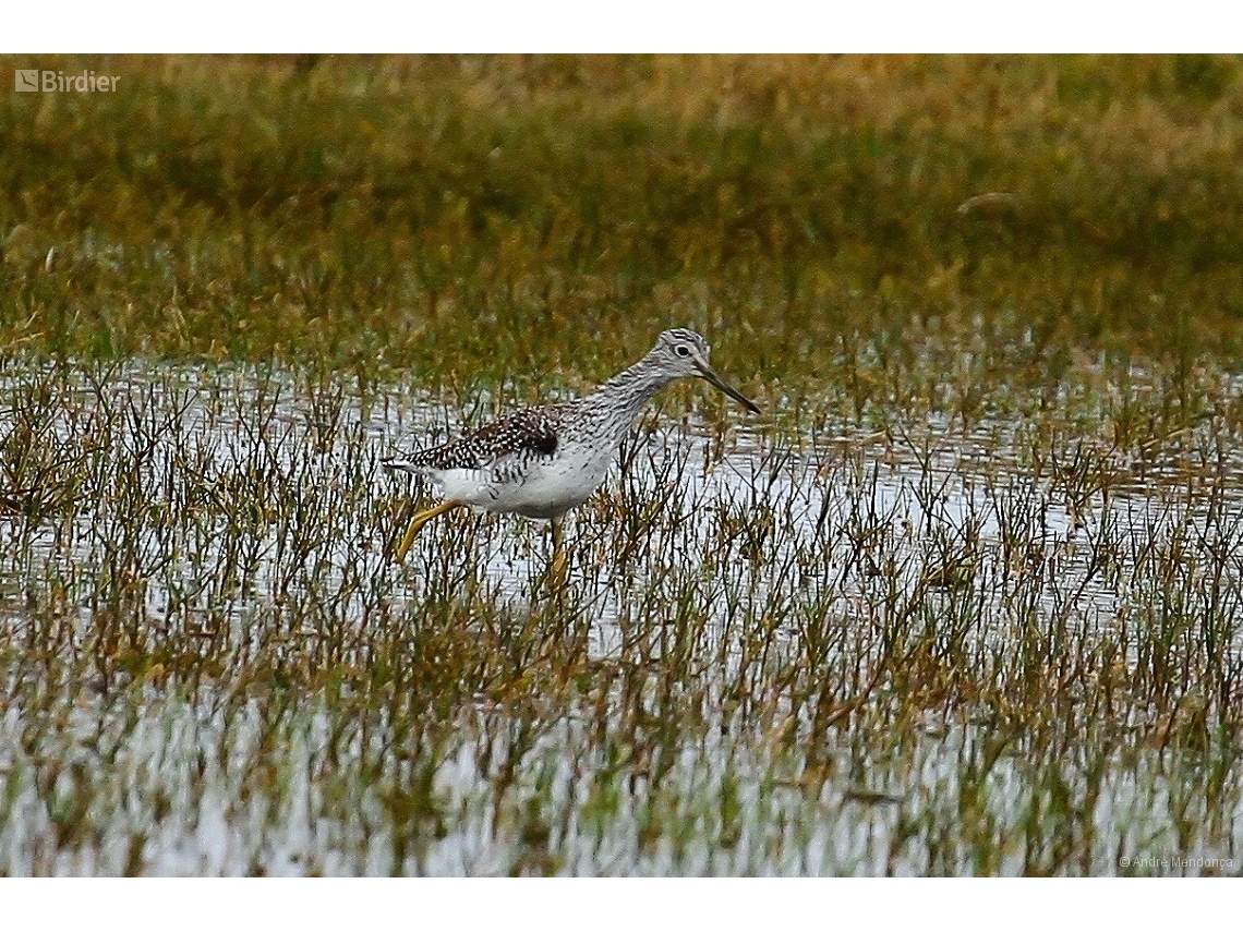 Tringa melanoleuca