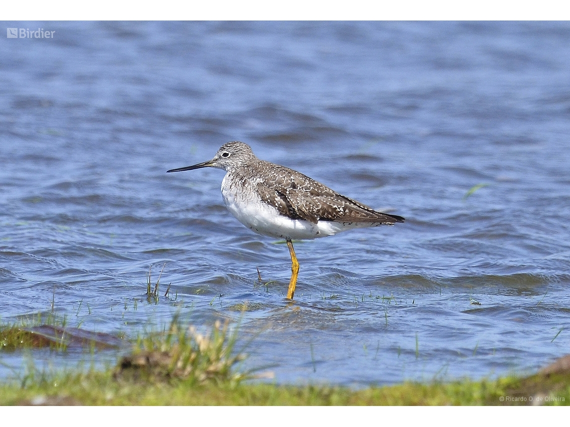 Tringa melanoleuca