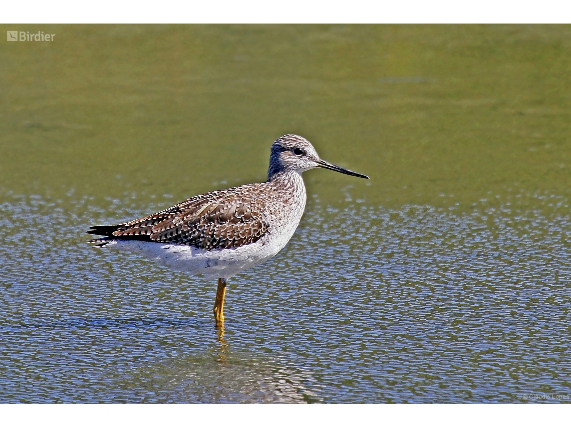 Tringa melanoleuca