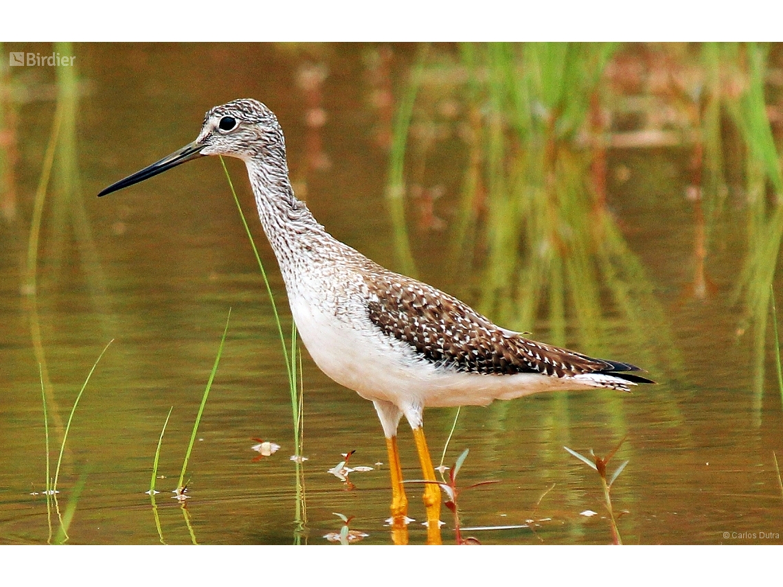 Tringa melanoleuca