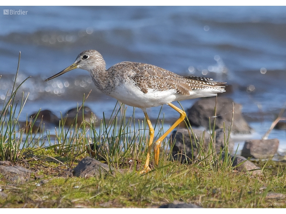 Tringa melanoleuca