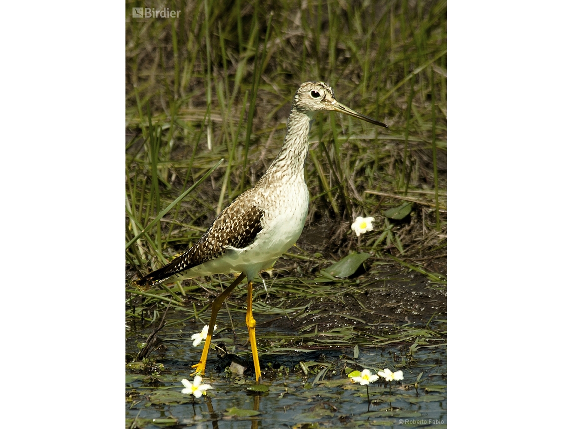 Tringa melanoleuca