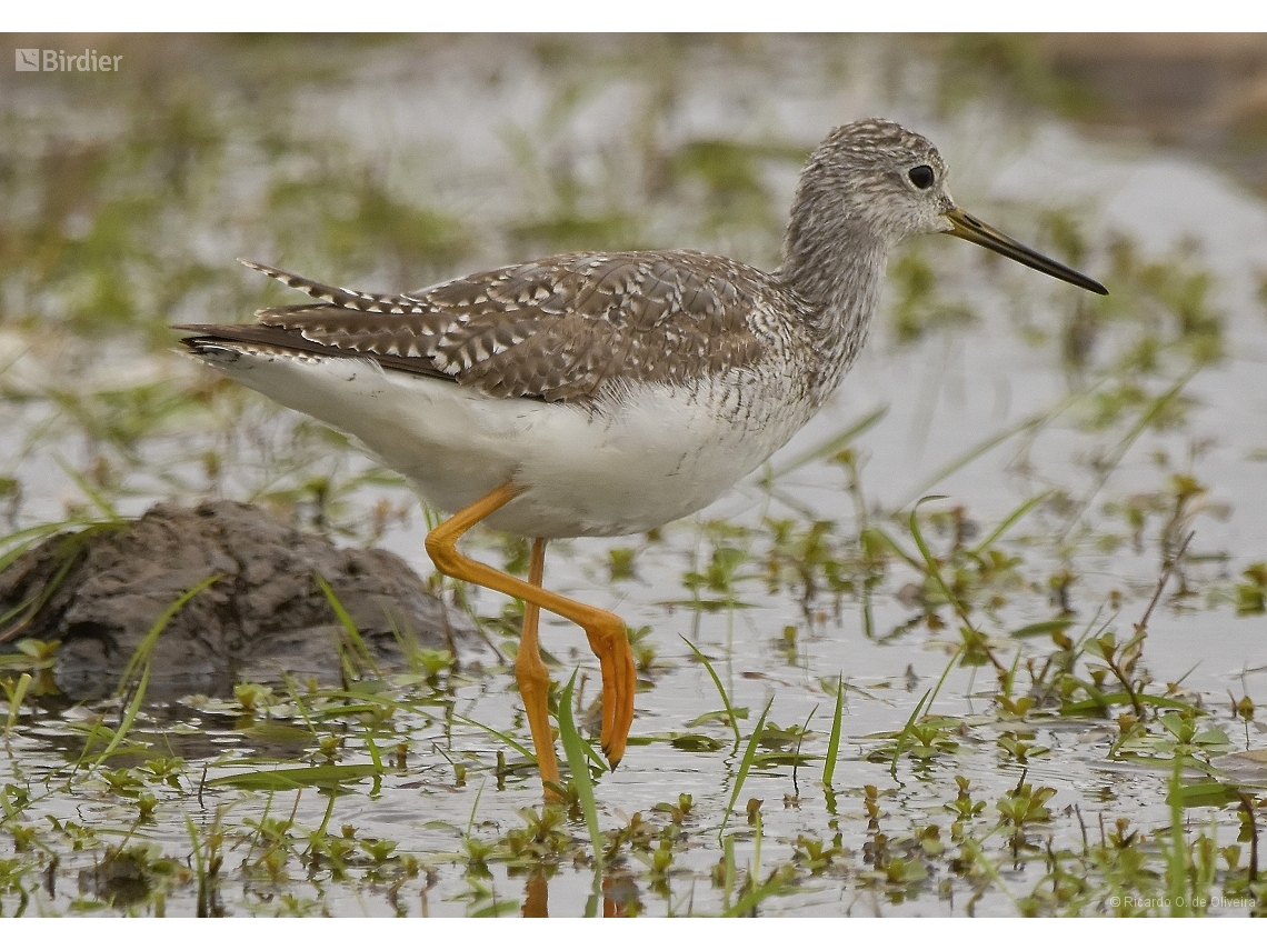 Tringa melanoleuca