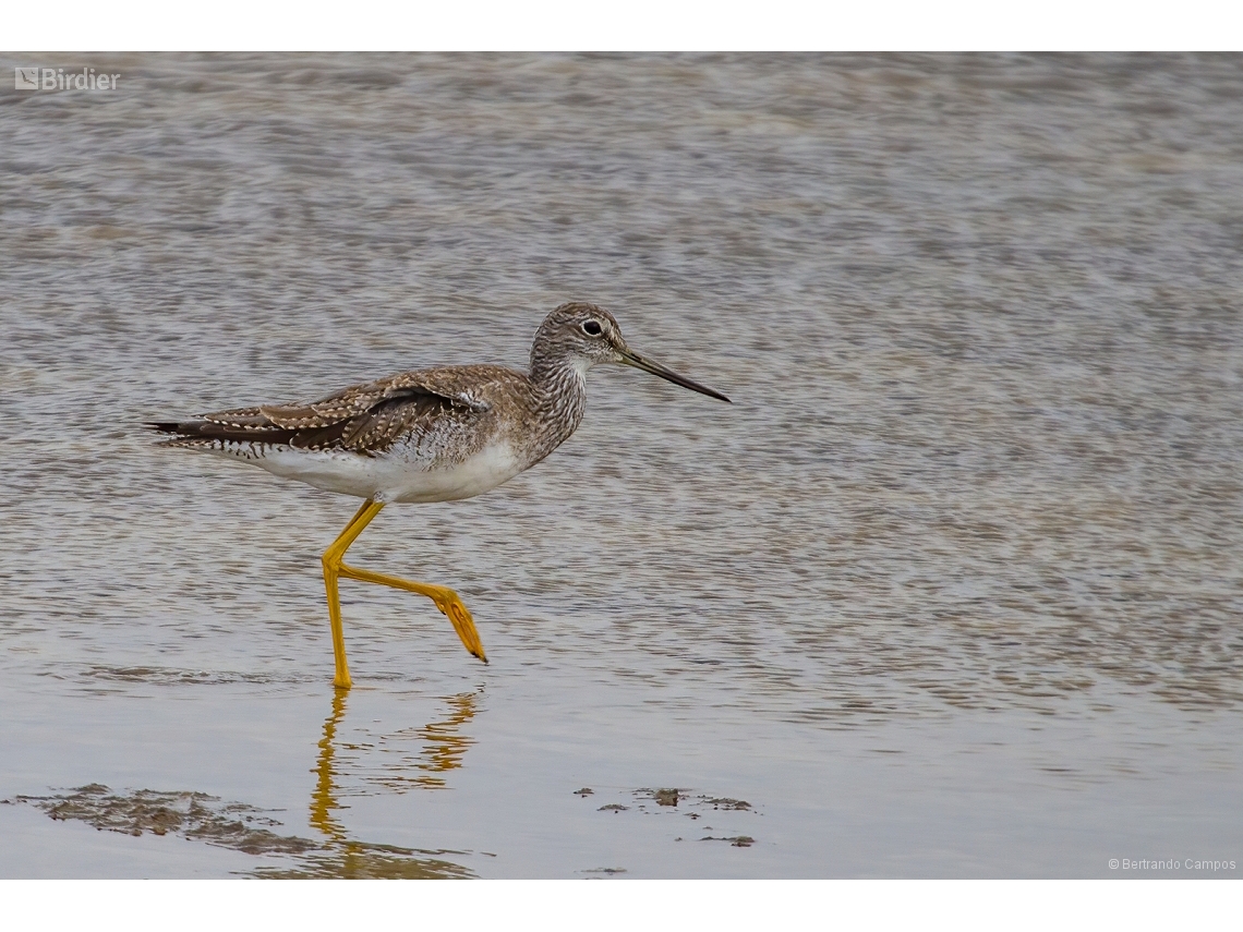 Tringa melanoleuca