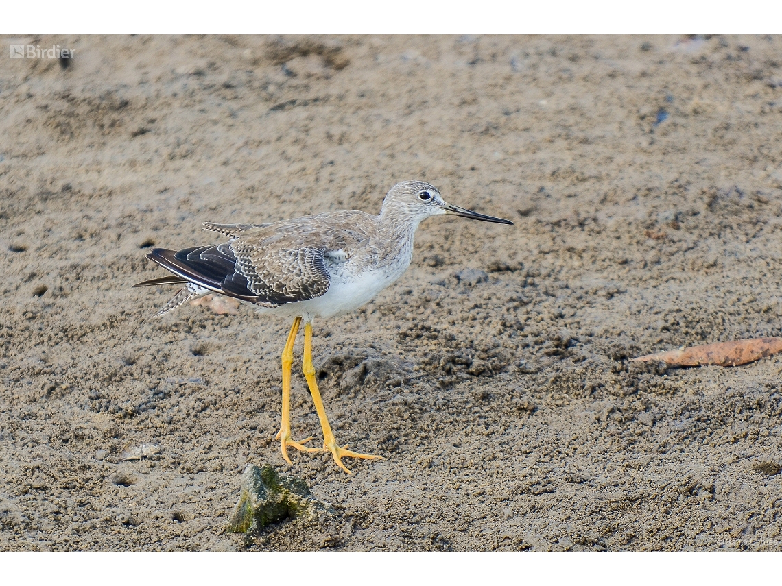 Tringa melanoleuca