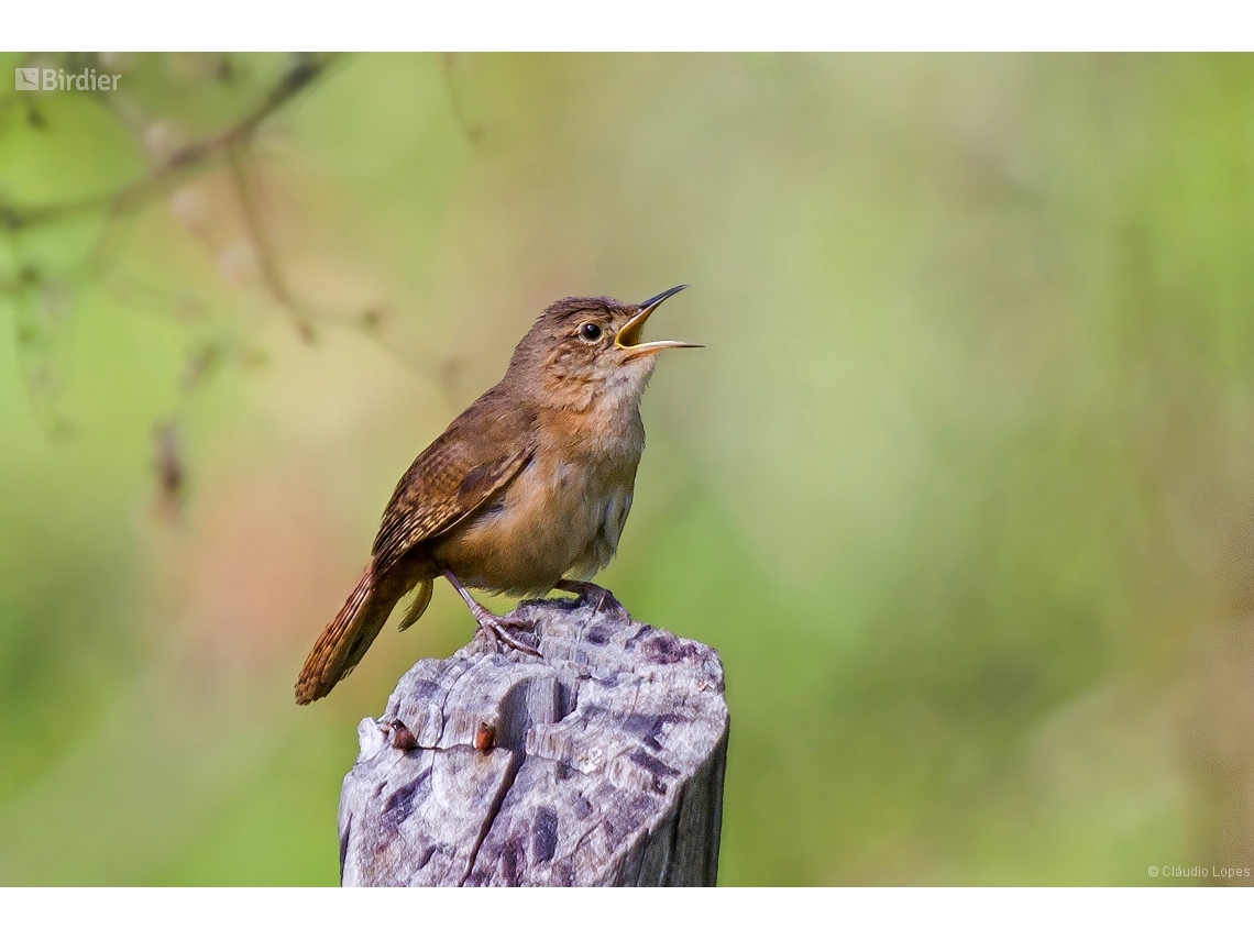 Troglodytes musculus