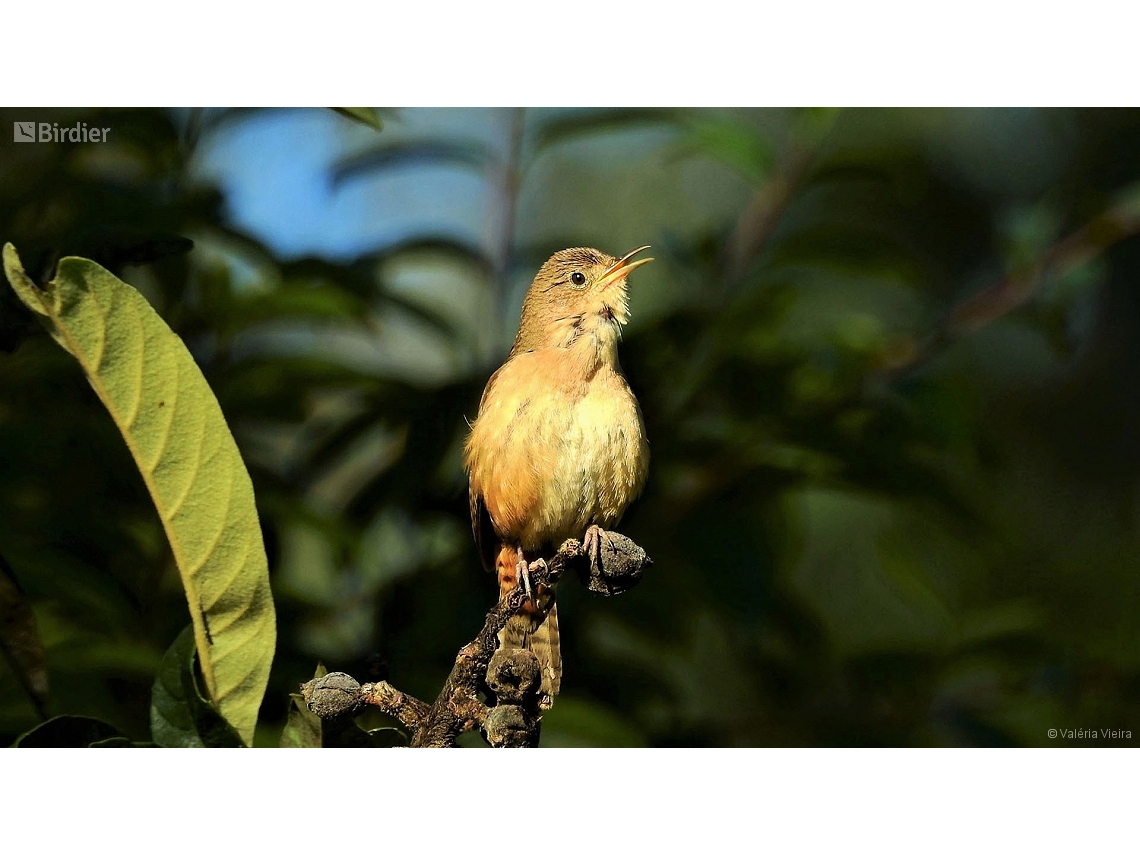 Troglodytes musculus