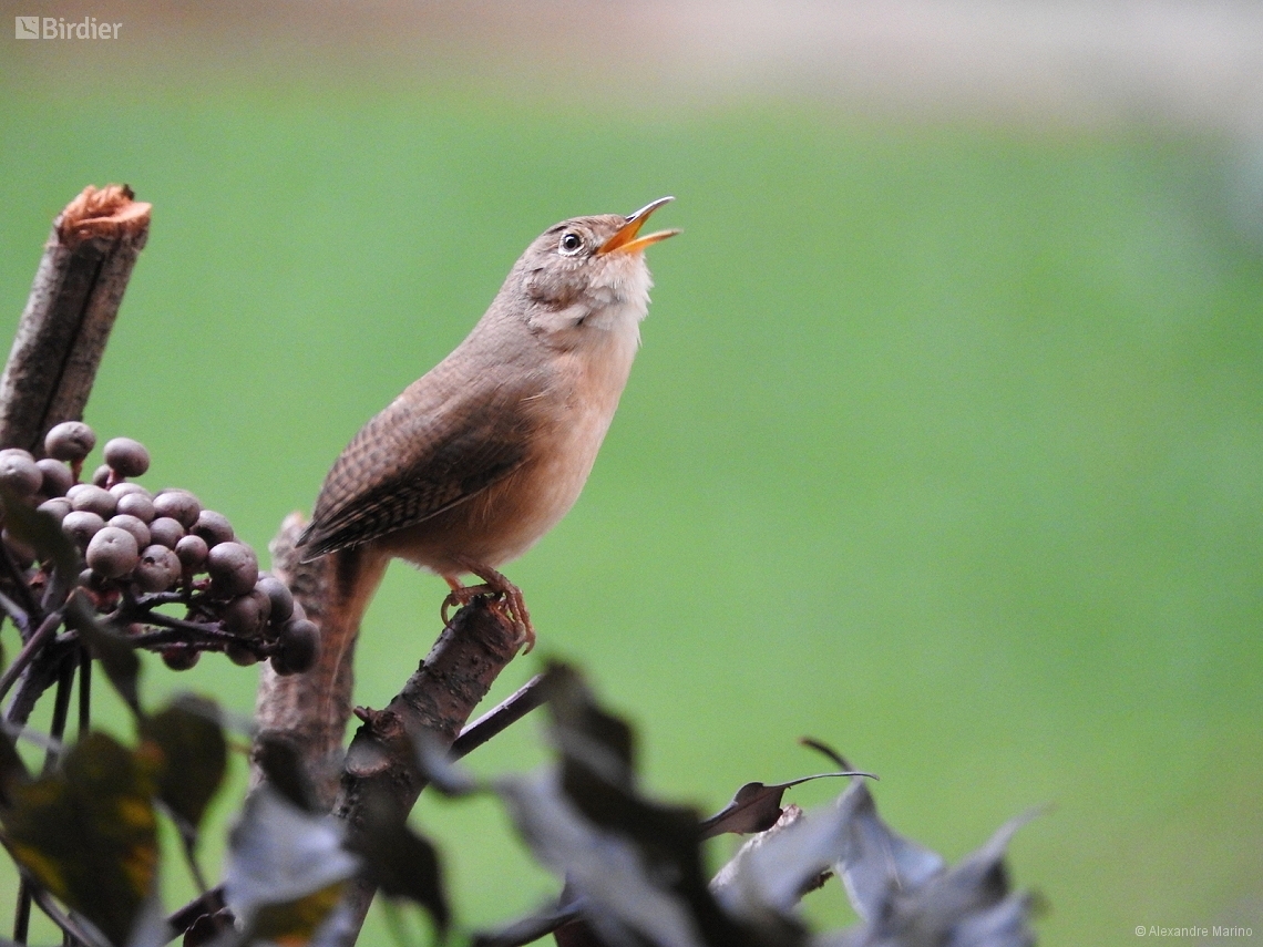 Troglodytes musculus