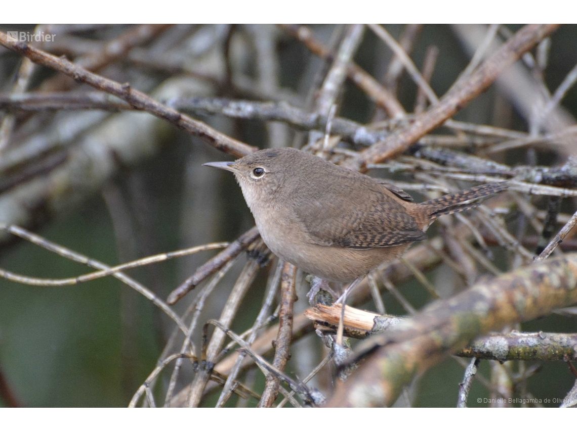 Troglodytes musculus