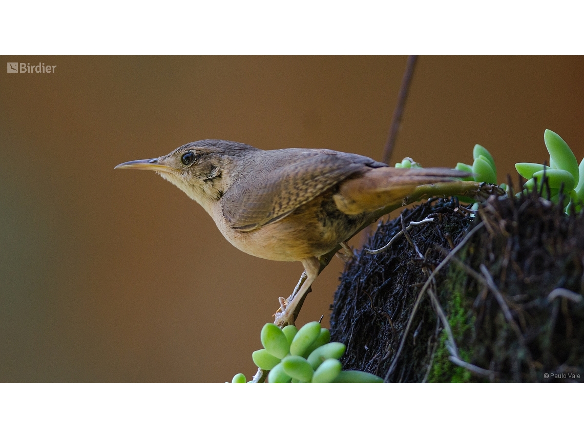 Troglodytes musculus