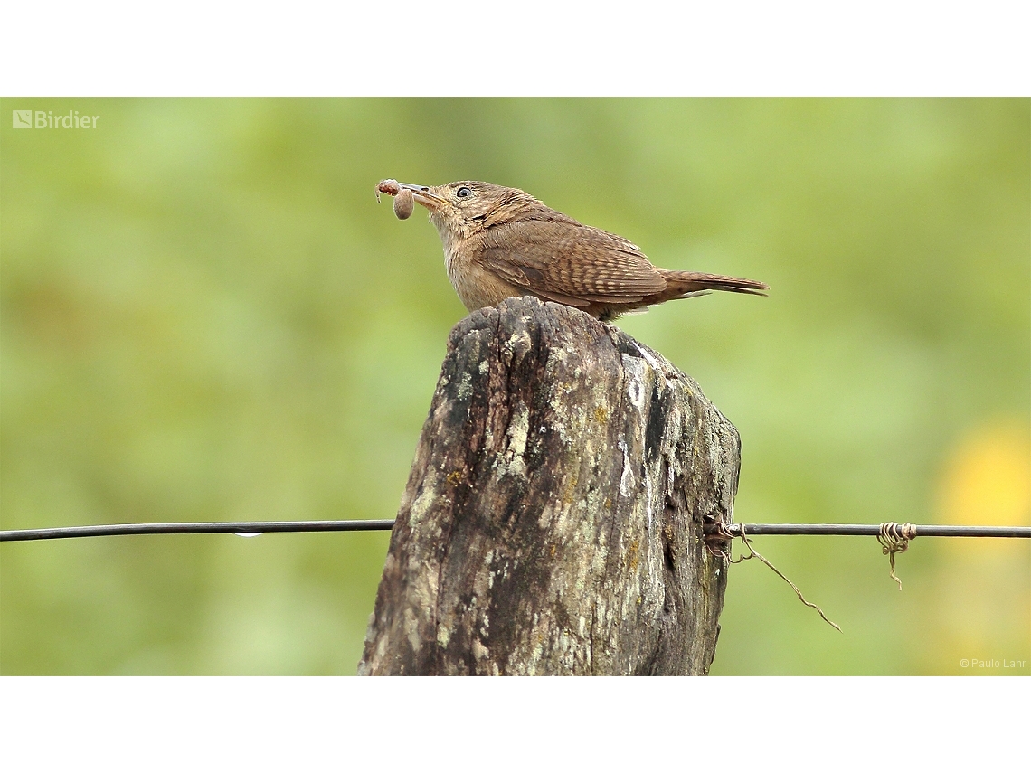 Troglodytes musculus