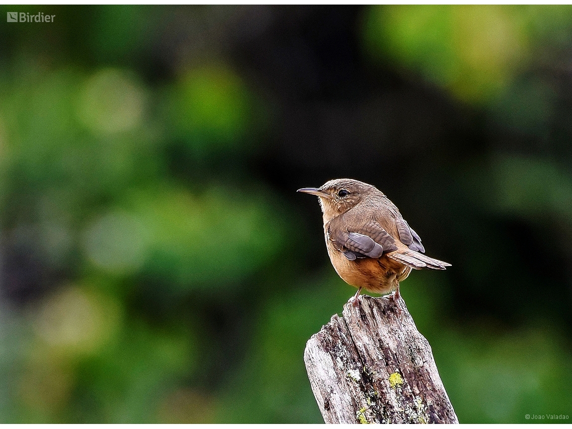 Troglodytes musculus