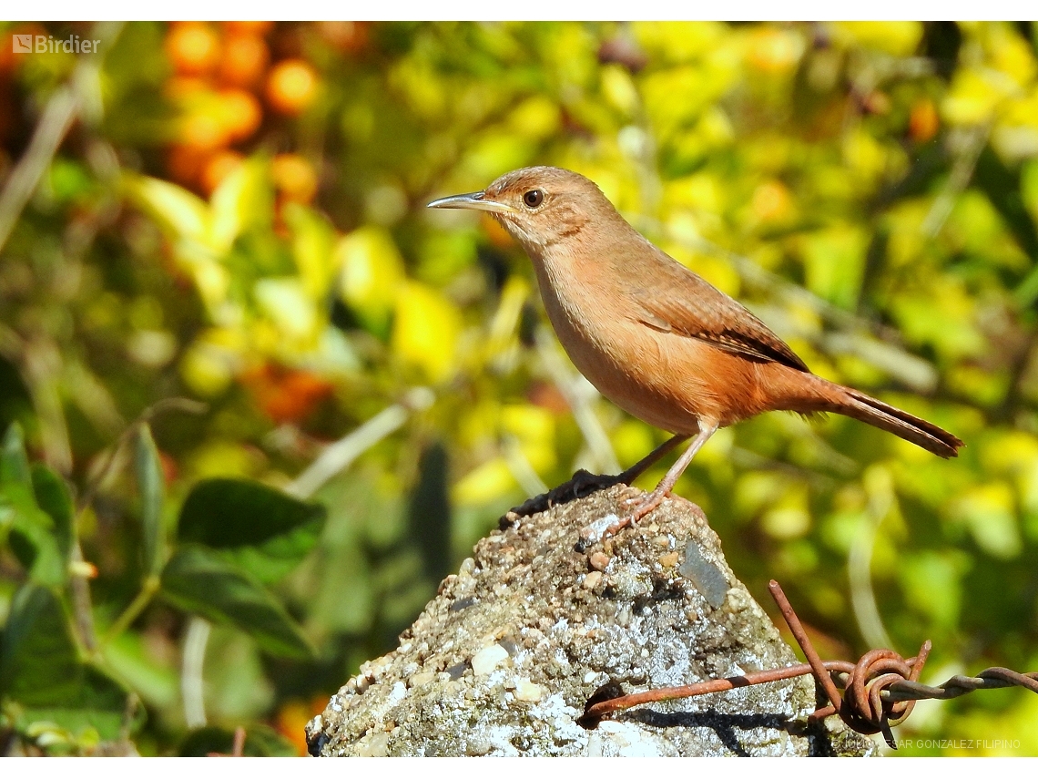 Troglodytes musculus