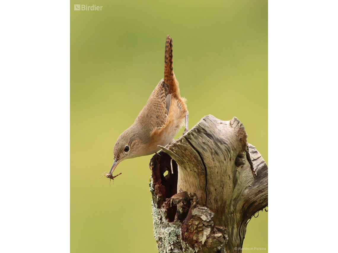 Troglodytes musculus