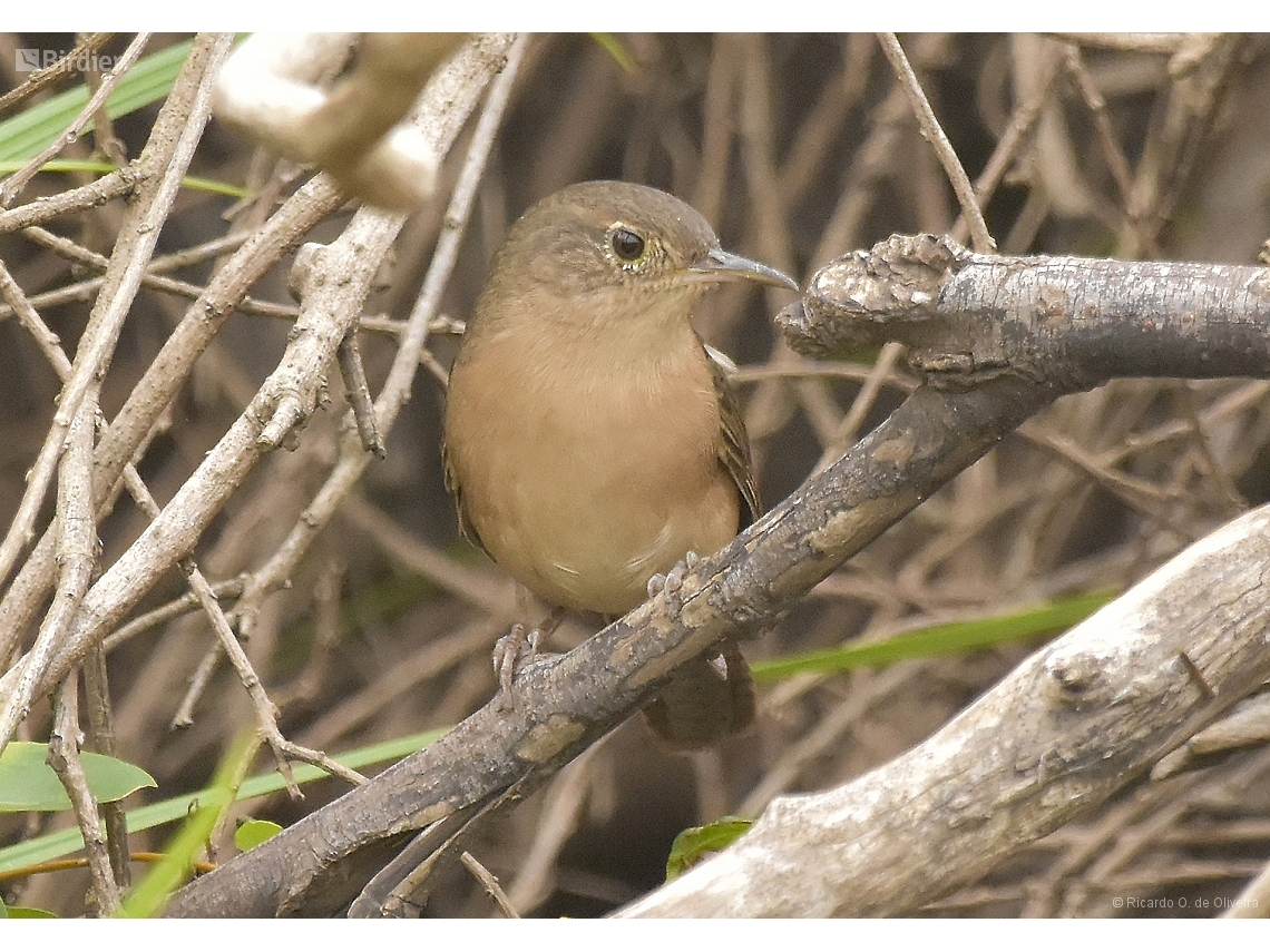 Troglodytes musculus