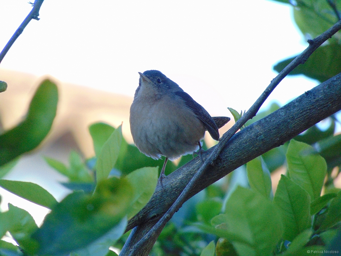 Troglodytes musculus