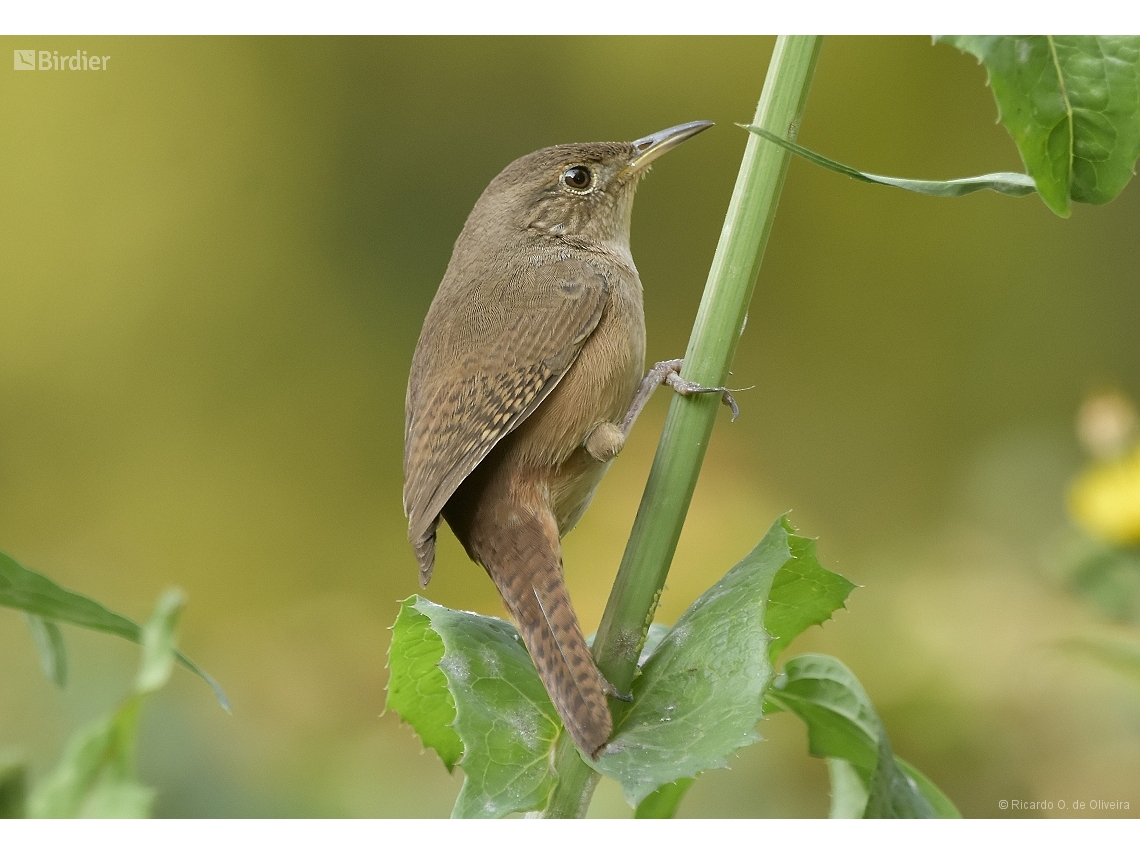 Troglodytes musculus