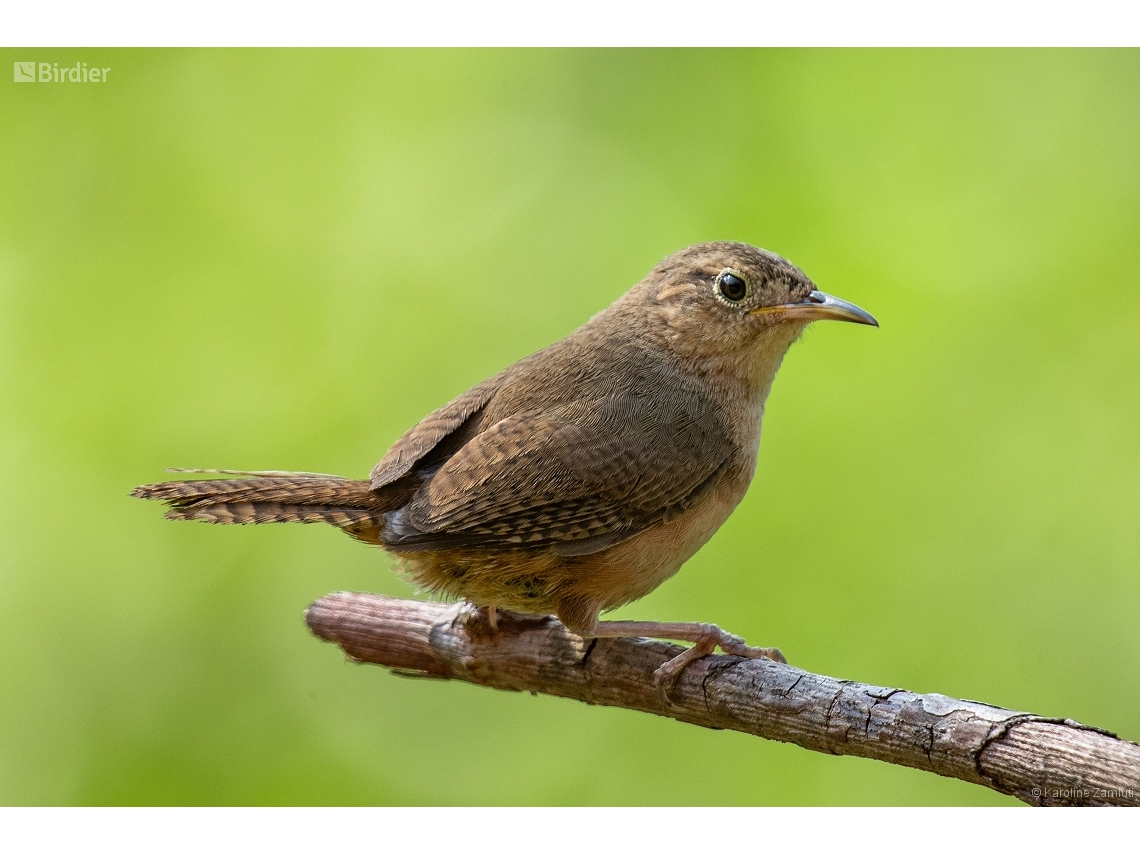 Troglodytes musculus