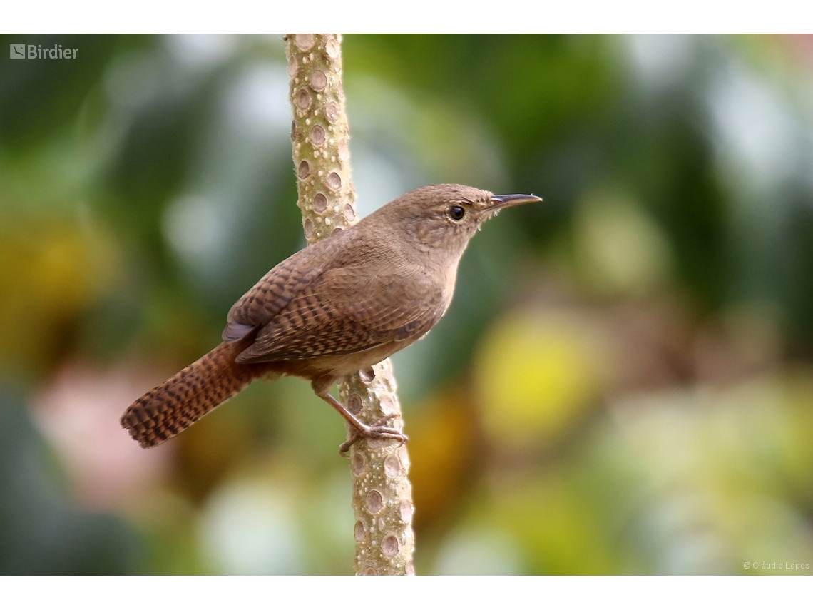 Troglodytes musculus