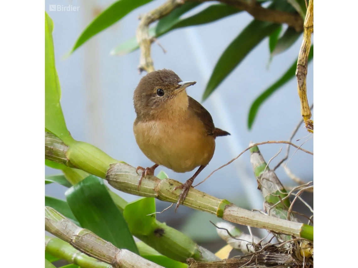 Troglodytes musculus